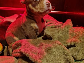 Amerikaanse Bully honden Pocket bullys met abkc stamboom - Advertentie 3