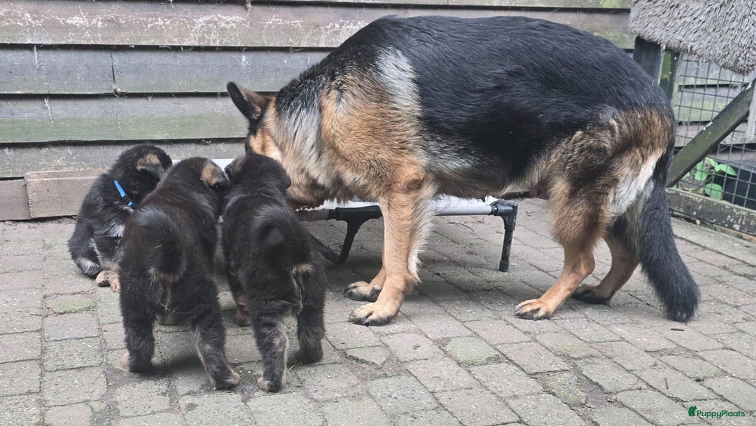 Duitse Herder honden te koop: 🐾 Duitse Herder Pup te Koop  🐾 - Afbeelding 9