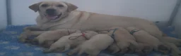 Labrador Retriever honden te koop: Authentieke Gele Labrador Pups Met Stamboom - Advertentie 4