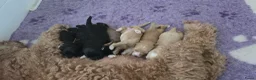 Labradoodle honden te koop: Mooie kleine labradoodles - Advertentie 9