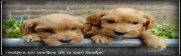 Maltipoo honden te koop: Maltipoo F1b pups - Advertentie 18
