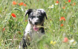 Australian Shepherd honden te koop: Kruising Aussi pups  - Afbeelding 8