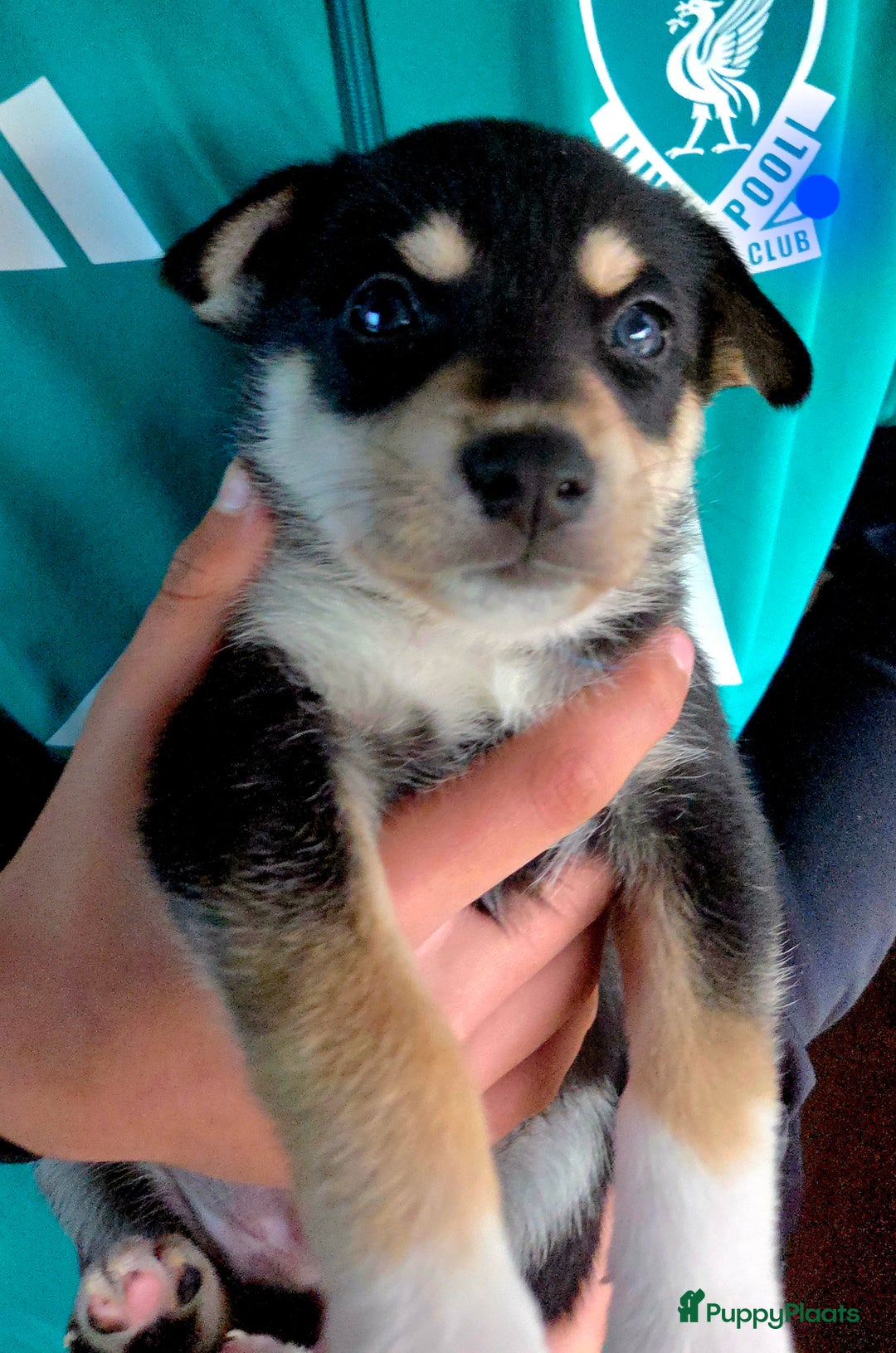 Kruising honden te koop: Kruising X Husky pups! Super mooi en leuk! - Advertentie 3