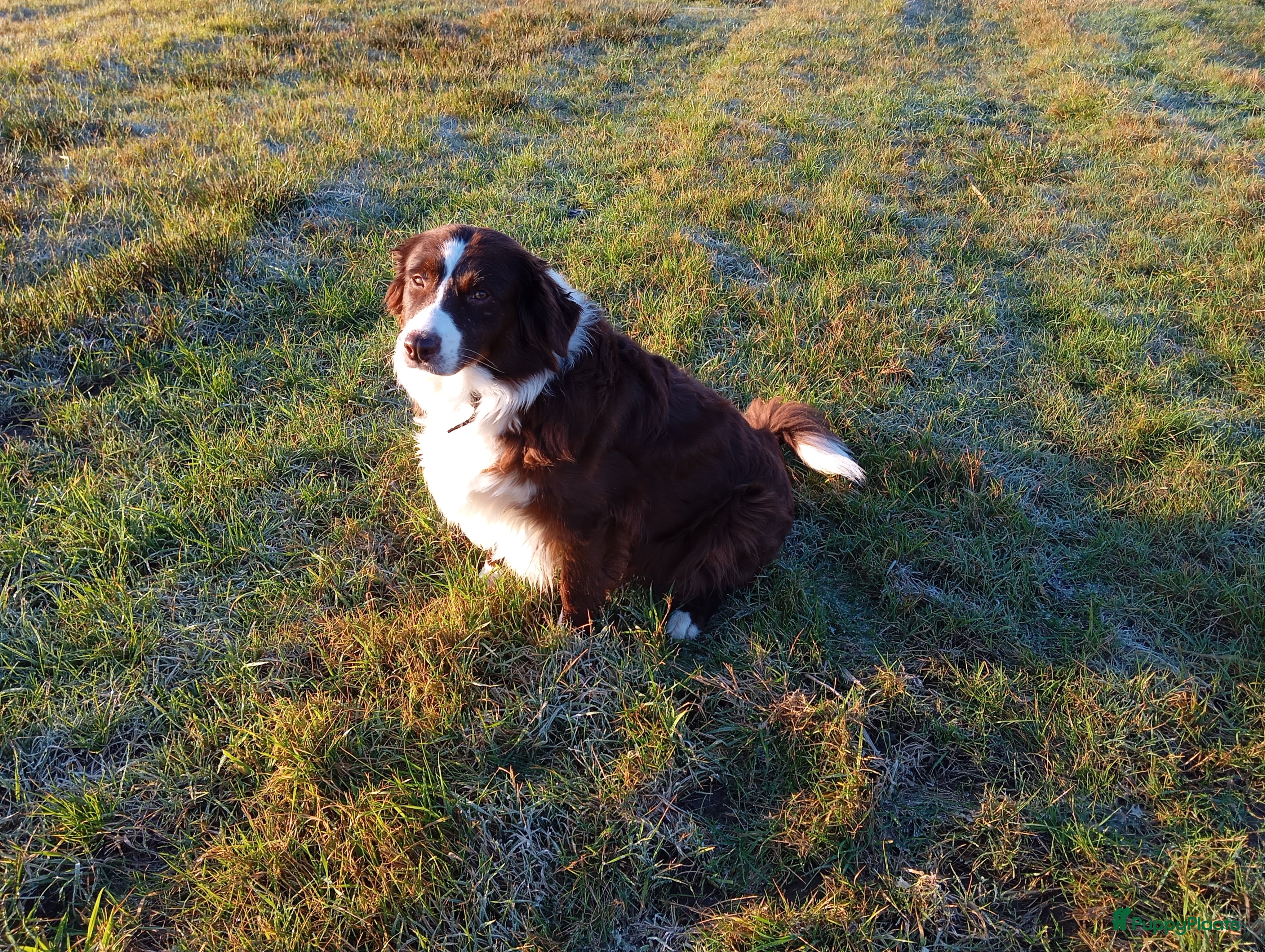 Australian Shepherd honden 10 prachtige Australische herder pups! - Advertentie 2