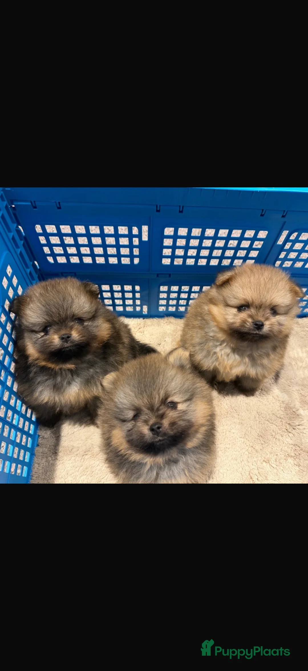 Pomeriaan honden te koop: 3 prachtige Pomeriaan pups  - Advertentie 9