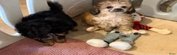 Poedel Toy honden te koop: Drie toy poedel pupjes  - Advertentie 16
