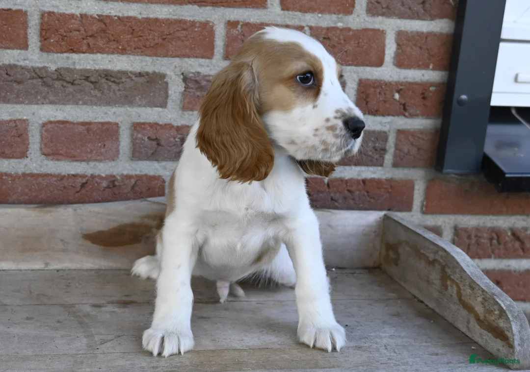 Engelse Cocker Spaniel honden te koop: Speelse Engelse Cocker Spaniel pup - Advertentie 14