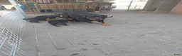 Rottweiler honden te koop: Rottweiler pups - Advertentie 24