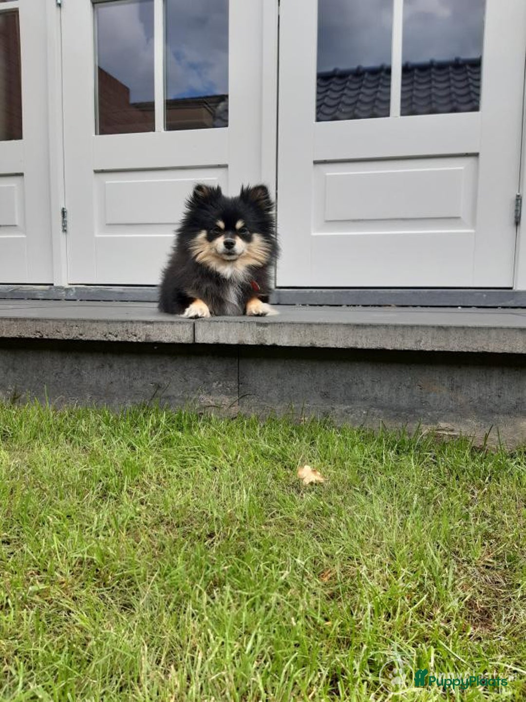 Pomchi honden ter dekking: Pomeriaan/chihuahua Dekreu in Wekerom - Afbeelding 1