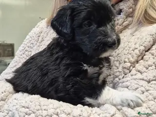 Kruising honden Bordoodle pups (F1) te koop! - Advertentie 1