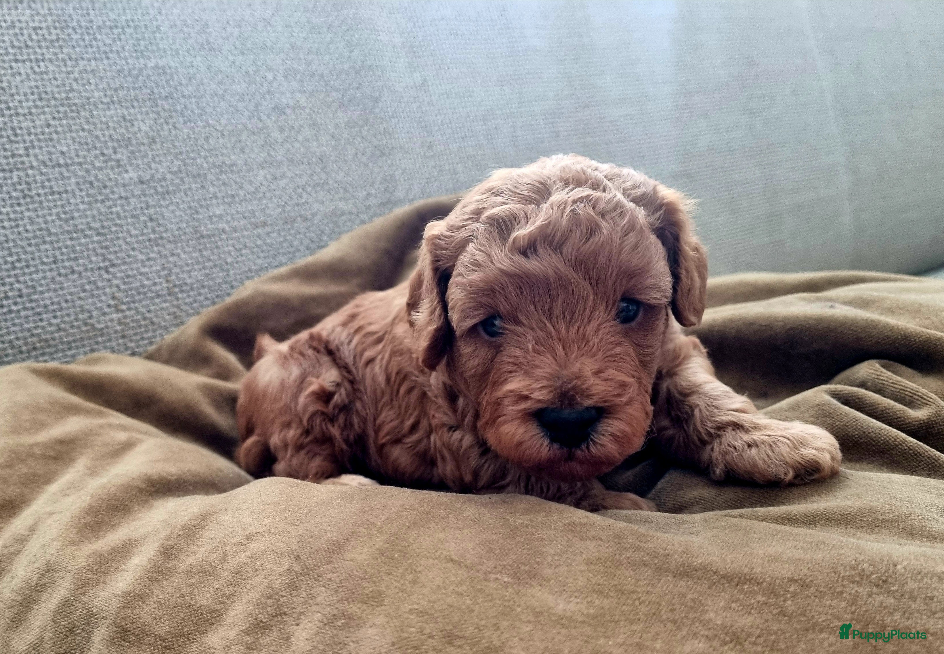 Poedel Toy honden Toypoedel  - Advertentie 1