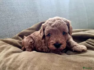 Poedel Toy honden Toypoedel - Advertentie 1