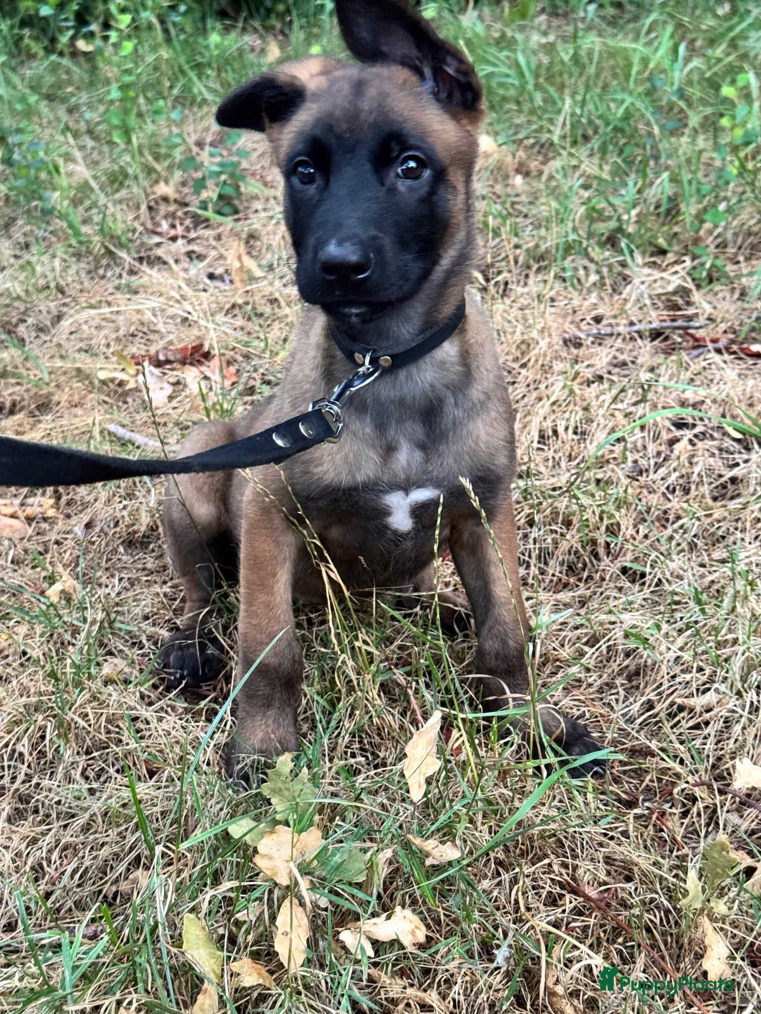 Mechelse Herder honden Mechelse herder puppy knpv - Advertentie 8