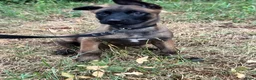 Mechelse Herder honden te koop: Mechelse herder puppy knpv in Scherpenzeel - Advertentie 1