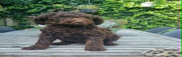 Australian Labradoodle honden te koop: Australian Labradoodle pups - Advertentie 7