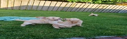 Kruising honden te koop: Lieve kruising labradoodle pups te koop! - Advertentie 7