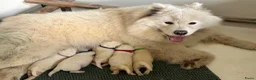 Samojeed honden te koop: Samojeed puppy’s  - Advertentie 12