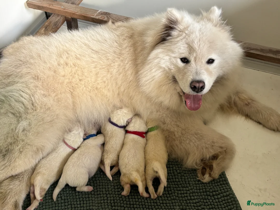 Samojeed honden te koop: Samojeed puppy’s  - Advertentie 12