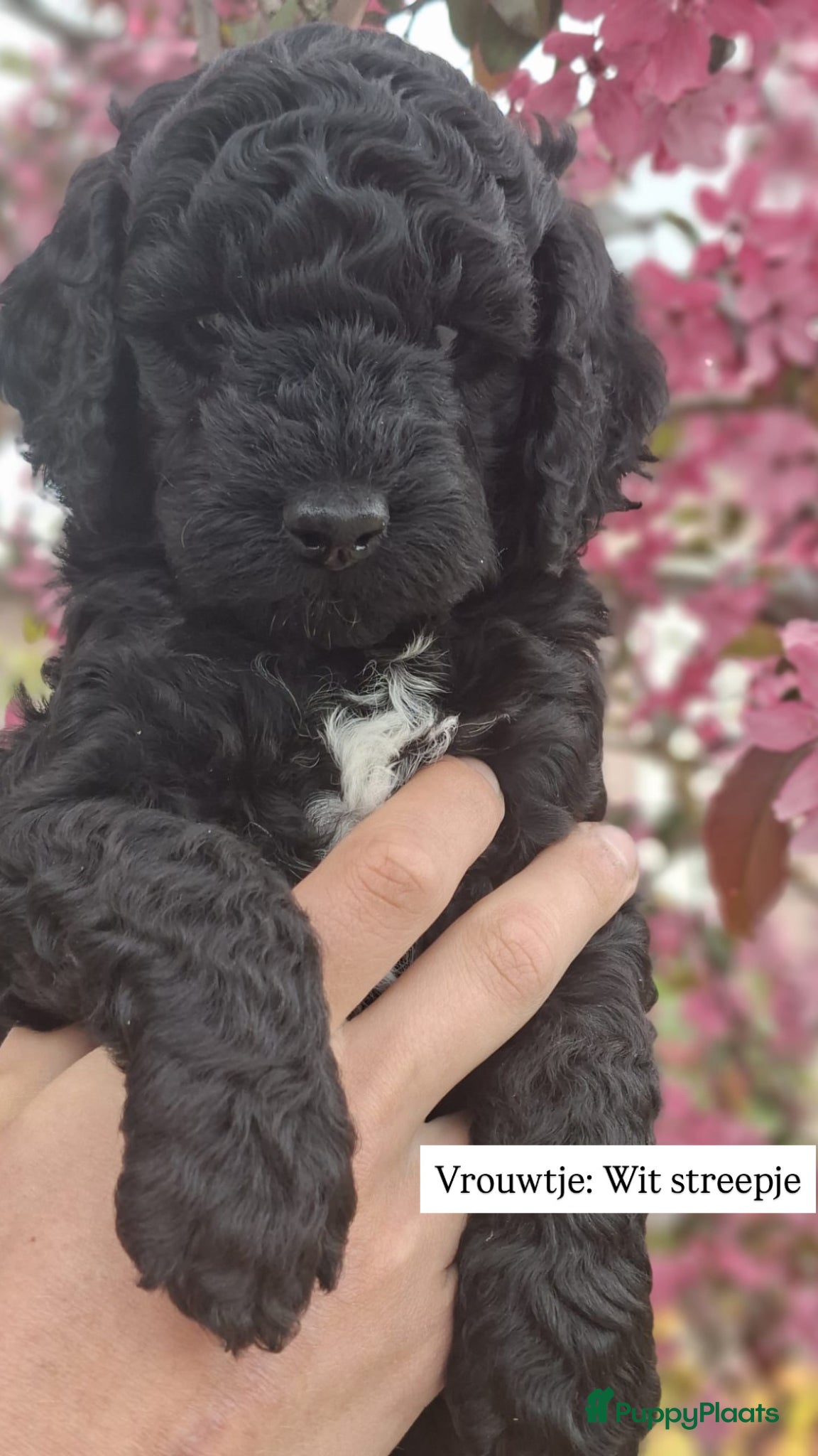 Kruising honden Australian Labradoodle Pups - Advertentie 8