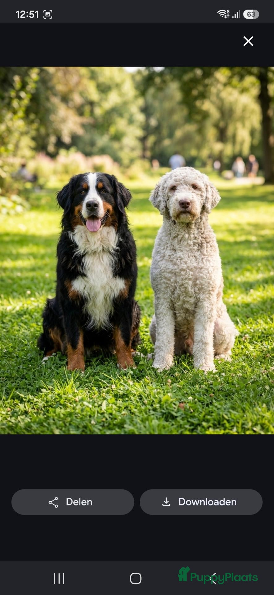 Bernedoodle honden Bernedoodle pups - Advertentie 4