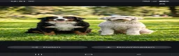 Bernedoodle honden te koop: Bernedoodle pups - Advertentie 1