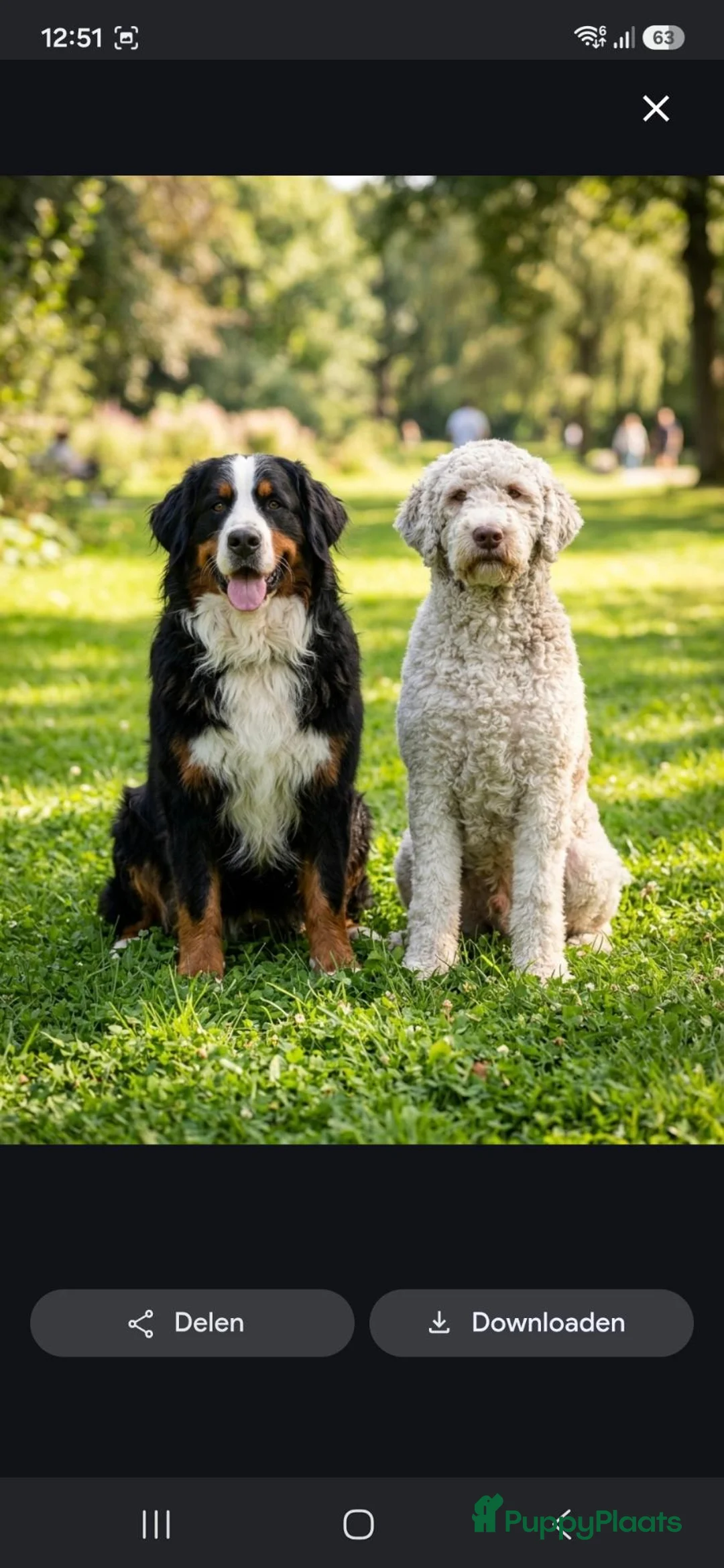 Bernedoodle honden te koop: Bernedoodle pups - Advertentie 1