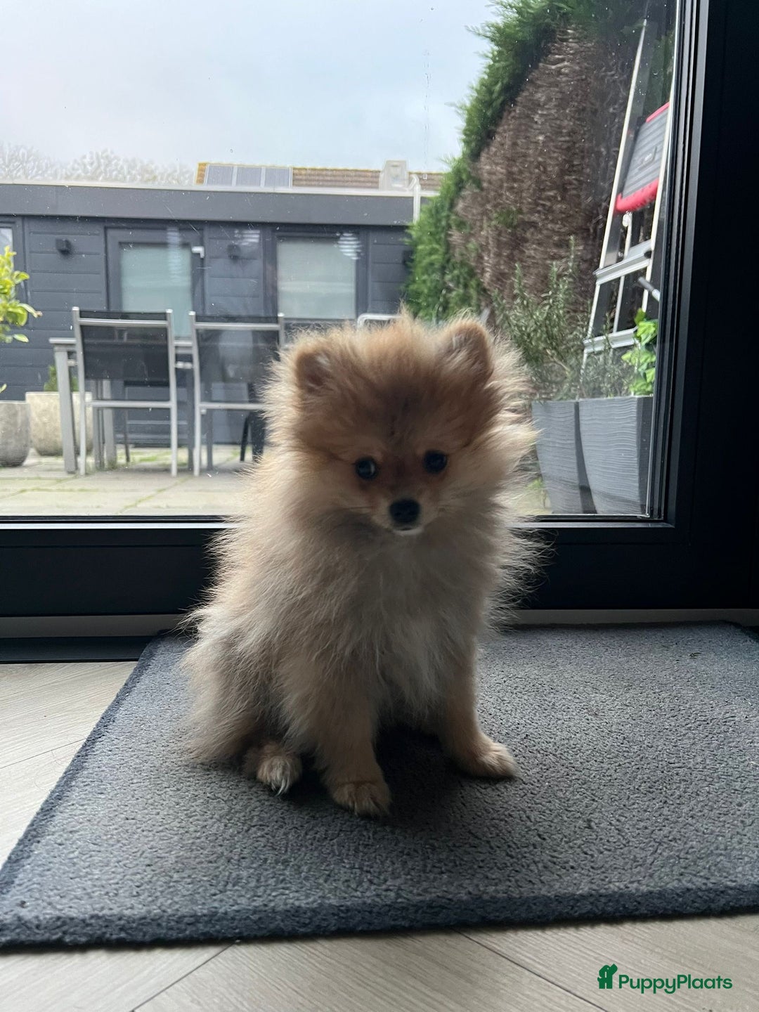 Pomeriaan honden te koop: 3 Maanden Oude Speelse & Liefdevolle Puppy - Advertentie 5