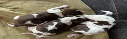 Engelse Springer Spaniel honden te koop: Engelse Springer Spaniël pups - Advertentie 15