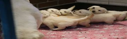 Golden Retriever honden te koop: Golden Retriever Pups met Stamboom. - Advertentie 23
