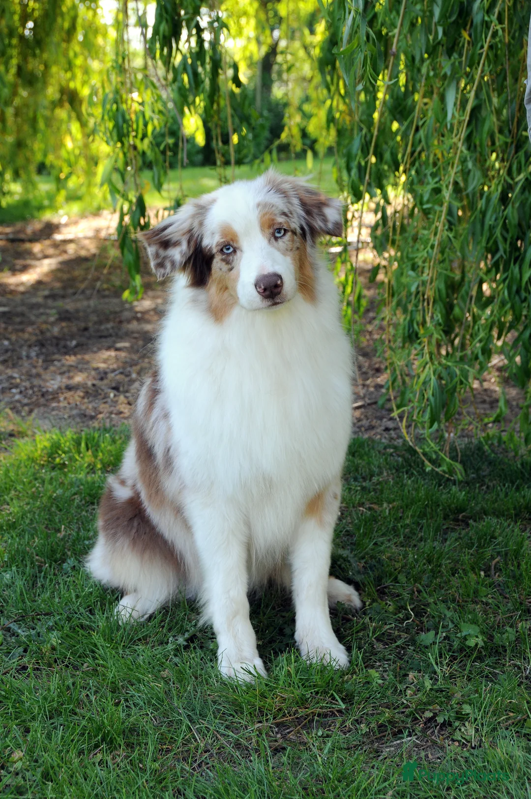 Australian Shepherd honden te koop: Australische herder pups - Advertentie 2