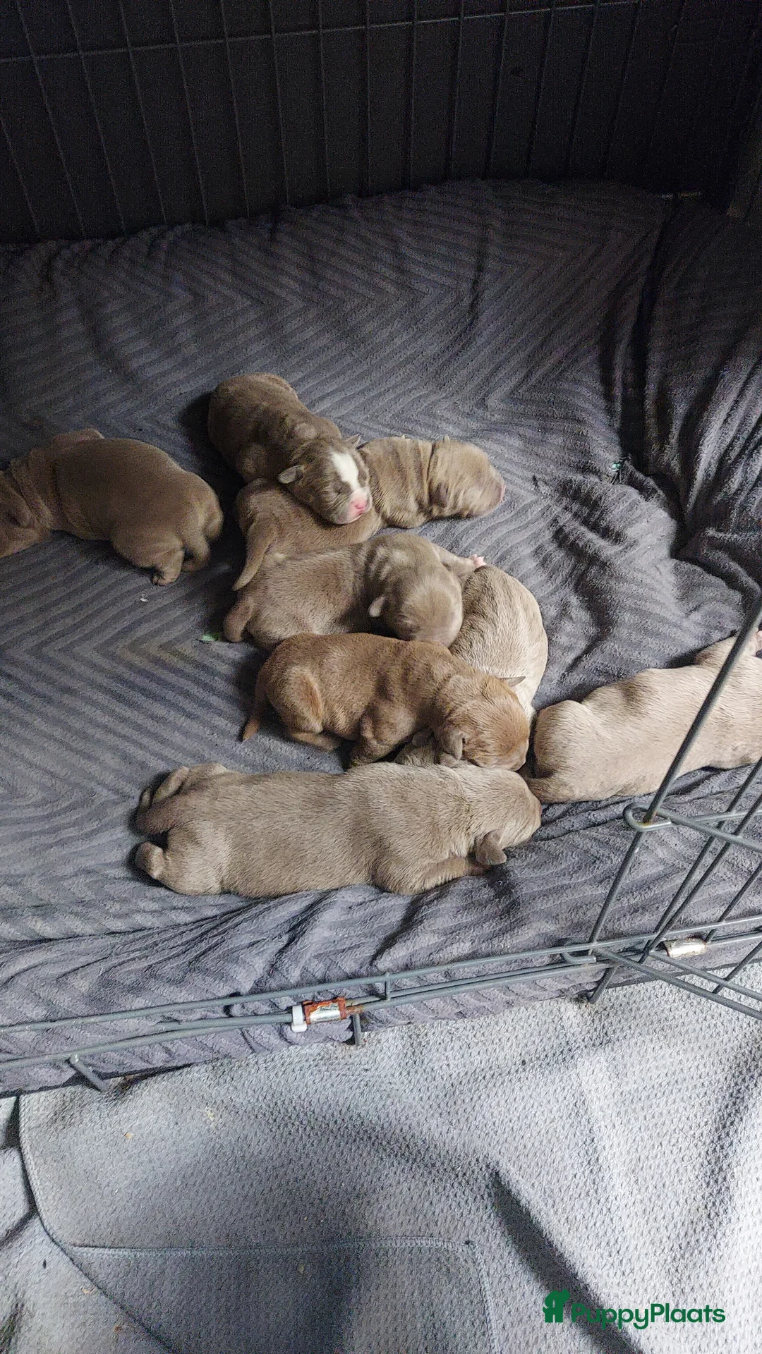 Galerij afbeelding {{count}}