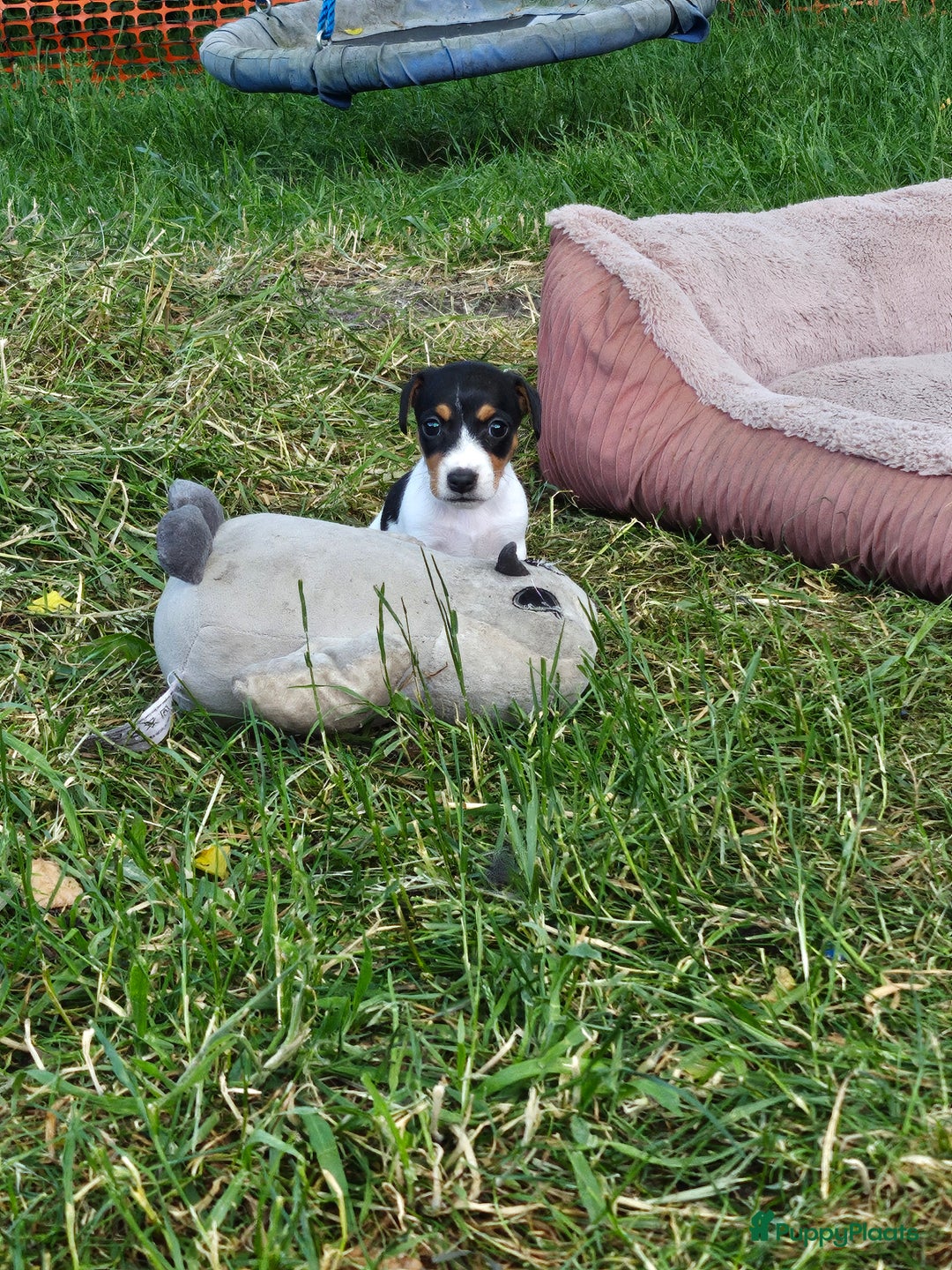 Jack Russel Terriër honden te koop: Jack russel pups (laagbenig) in Baarle-Nassau - Afbeelding 8