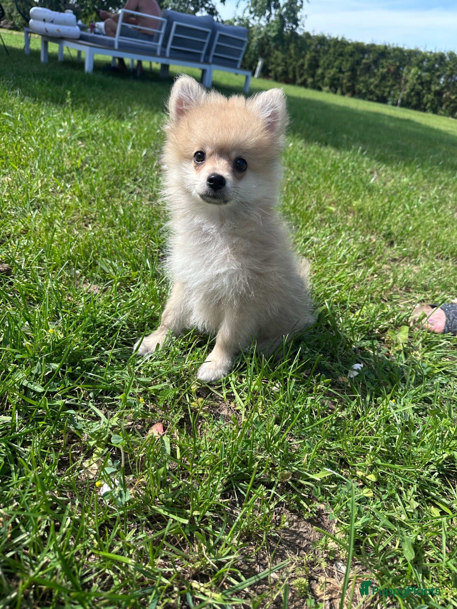 Keeshond honden Pomeriaan pups - Advertentie 3