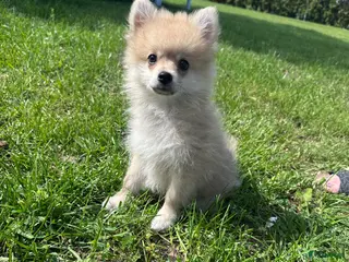 Keeshond honden Pomeriaan pups - Advertentie 3