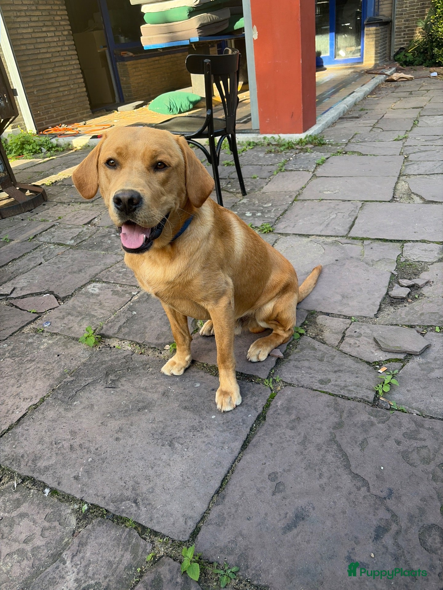 Labrador Retriever honden Red fox labrador. Sjef - Advertentie 6