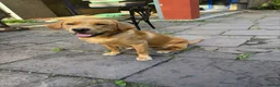 Labrador Retriever honden ter dekking: Red fox labrador. Sjef in Delft - Advertentie 1