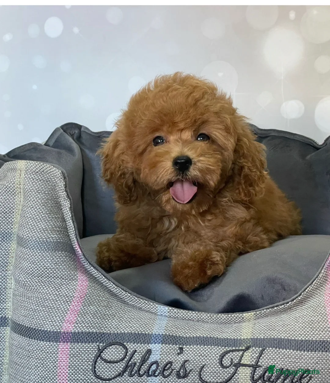 Poedel Toy honden te koop: Toy Poedel pups - Advertentie 4