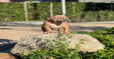 Amerikaanse Bully honden - Advertentie 5