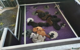 Labrador Retriever honden te koop: 3 zwarte  labrador pups reutjes  in Weert - Afbeelding 4