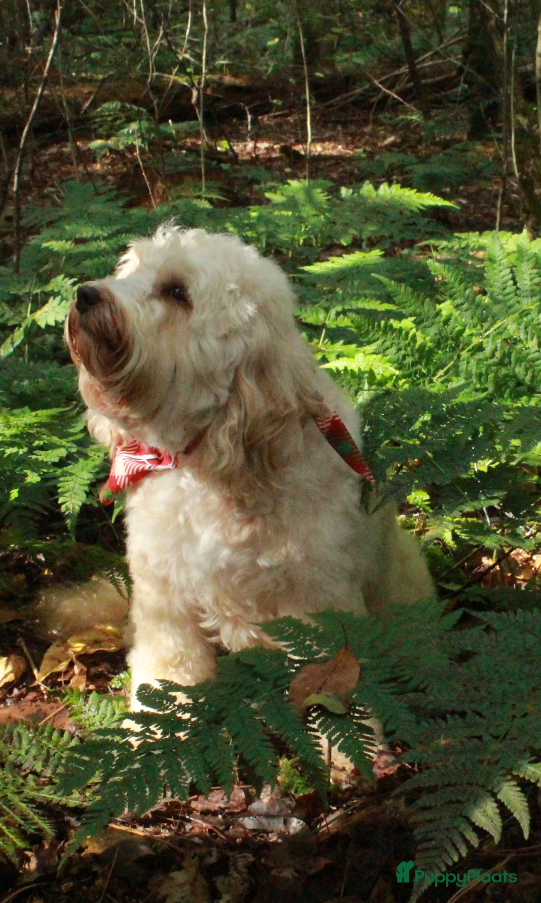 Australian Labradoodle honden te koop: te koop mini Australië labradoodle - Advertentie 2