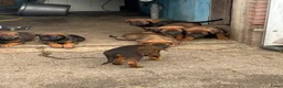 Kruising honden te koop: Kruising mechelse herder Berner sennen in Nijkerkerveen - Advertentie 8
