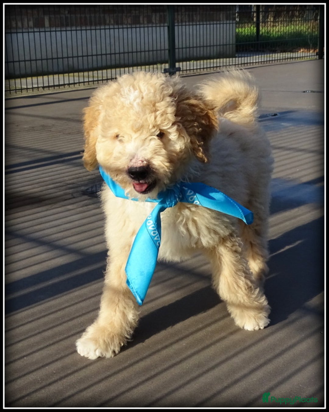 Labradoodle honden te koop: Labradoodle pups volledig geent. - Advertentie 1