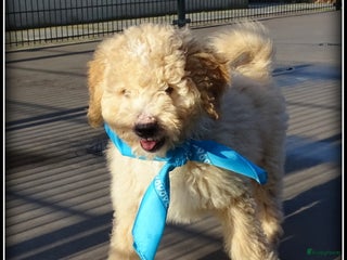 Labradoodle honden Labradoodle pups volledig geent. - Advertentie 5