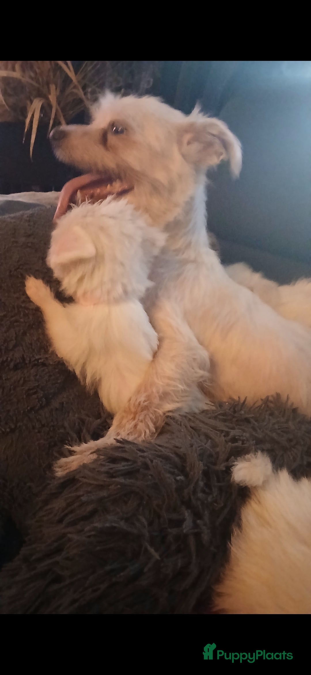Boomer honden te koop: Prachtige boomer pups .mogen nestje verlaten!! - Afbeelding 5