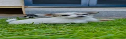 Chihuahua honden te koop: Mooie langharige chihuahua pups - Advertentie 4