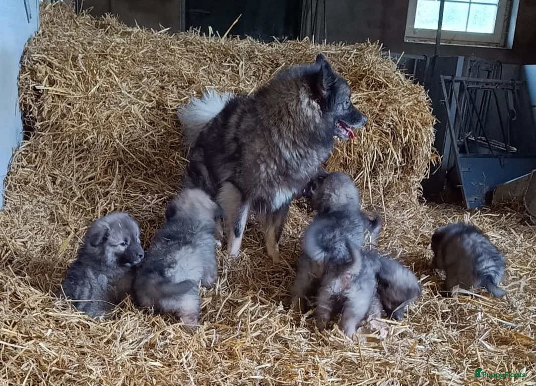 Keeshond honden te koop: Keeshond wolfsgrauw. Grijs. Blauw. - Advertentie 1