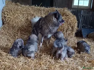 Keeshond honden Keeshond wolfsgrauw. Grijs. Blauw. - Advertentie 1