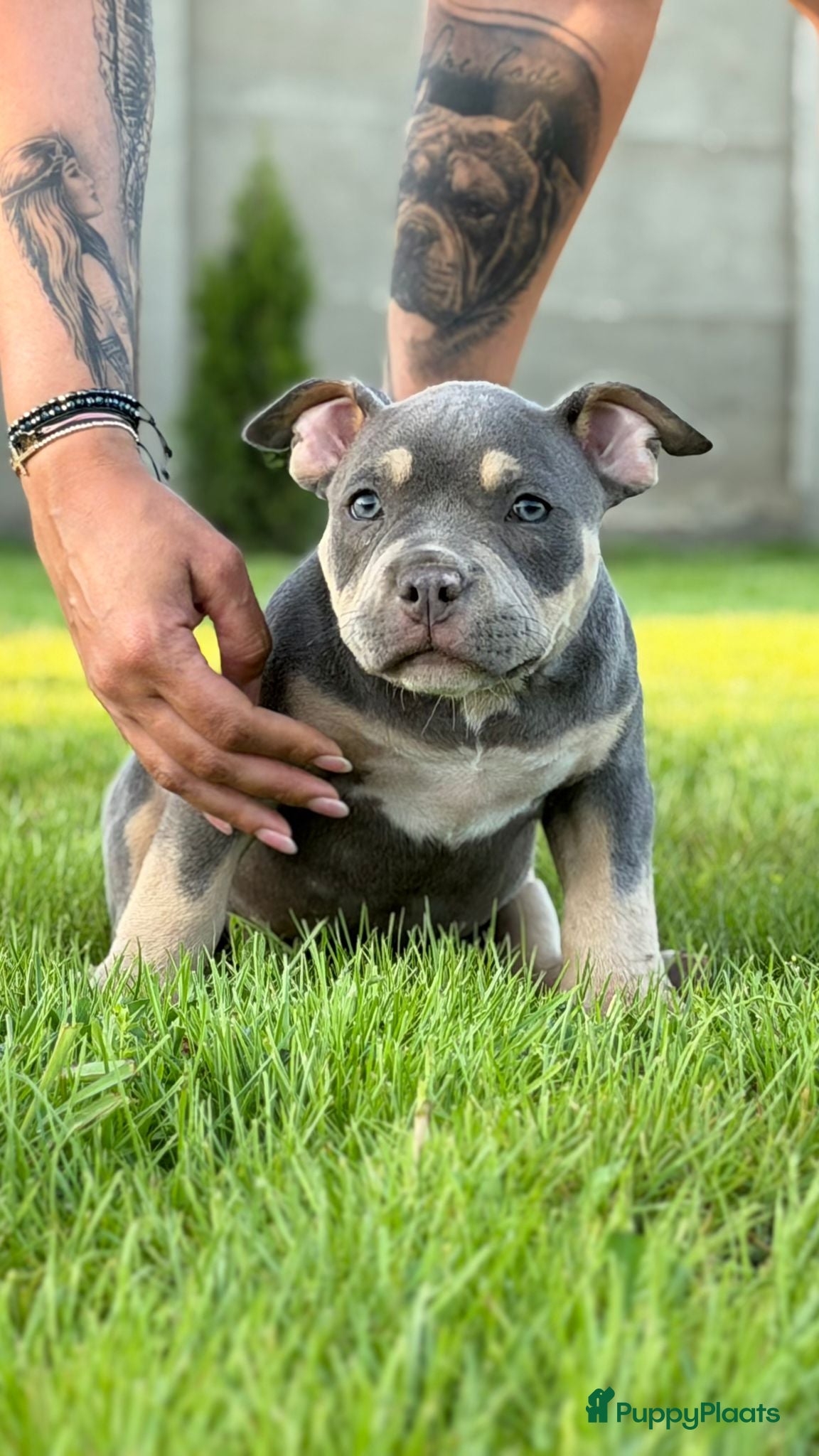 Amerikaanse Bully honden te koop: American bully pocket pups - Advertentie 3