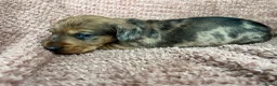 Ruwhaar Teckel honden te koop: De liefste getijgerde ruwharige teckel pups - Advertentie 8