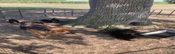 Duitse Herder honden te koop: Langharige Duitse herder puppy’s met rechter rug.  - Advertentie 8